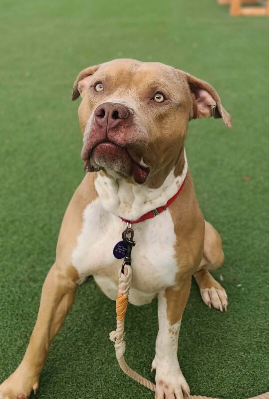 Picture of the Animal Listed